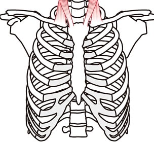 胸膜反転線
