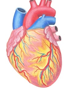 心臓神経叢