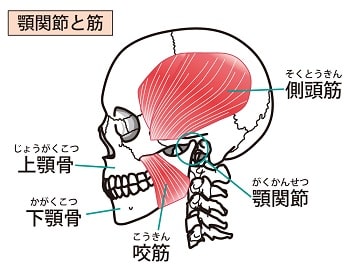 咀嚼筋腱腱膜過形成症 解剖学