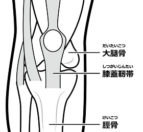 膝の靱帯（じんたい）