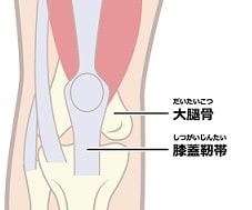 膝関節の筋肉