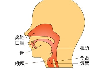 甲状腺機能低下症と喉頭