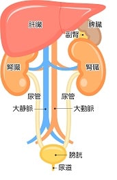 委縮腎