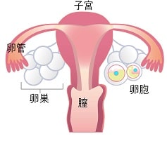 妊娠成立プロセス